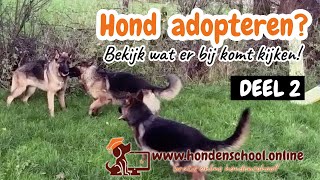 Hond adopteren deel 2  start voertraining [upl. by Tyre]