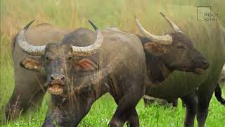 Interesting facts about Asian water Buffalo by weird square [upl. by Einohpets999]