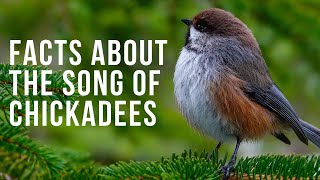 Fun Facts About the Song of Chickadees [upl. by Carlock]