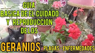 😨GERANIOS CuidadosTransplante Mantenimiento Reproducción Plagas y Enfermedades geranios plaga [upl. by Mcmahon]