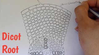 How to draw transverse section of Dicot root  Labelled diagram of Dicot root [upl. by Niamert]