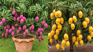 HOW TO GROW MANGO TREES VERY FAST USING ORGANIC SOLUTION [upl. by Mailliw954]