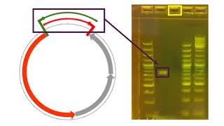 PCR to confirm circular DNA sequences [upl. by Seravat172]