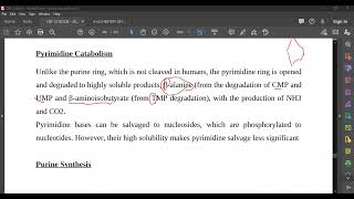 L89 Pyrimidine Catabolism [upl. by Anassor]