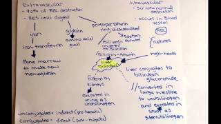 normal hemolysis [upl. by Disario]