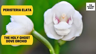 Holy Ghost Orchid  Dove Orchid  Peristeria elata [upl. by Brandie]