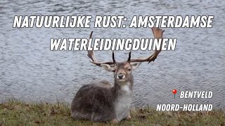 Natuurlijke rust Amsterdamse Waterleidingduinen [upl. by Apurk]