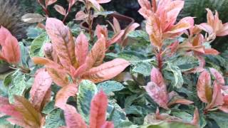 Photinia Pink Crispy [upl. by Stoddard307]