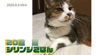 20歳猫のシリンジごはん  強制給餌 [upl. by Wasson]