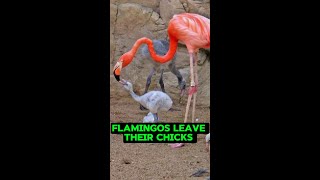 Flamingos Leave Chicks In The Middle Of A Freezing Lake shorts [upl. by Amoihc]