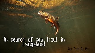 Chasing Sea Trout A Langeland Adventure Awaits 🐟🌊 [upl. by Kathy]