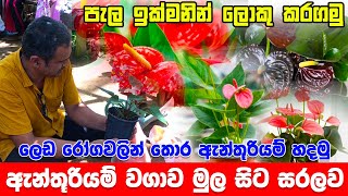 Anthurium wagawa  ඇන්තූරියම් වගාව මුල සිට සරලව පටන්ගමු  Anthurium wagawa sinhala anthurium [upl. by Mohsen]