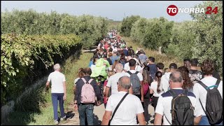 Andria la camminata tra gli ulivi a Montegrosso [upl. by Eiznekcam]