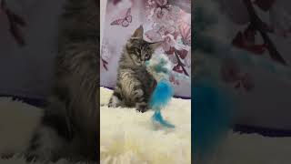 Maicy Black Silver Blotched Tabby Maine Coon Male Kitten Available Now  Purebred Kitties [upl. by Saihtam313]