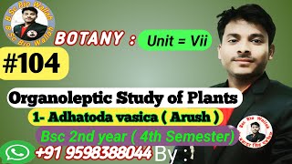 1 Adhatoda Vasica  Organoleptic Study of Plants  adhatodavasica organolepticstudyofplants [upl. by Enegue]