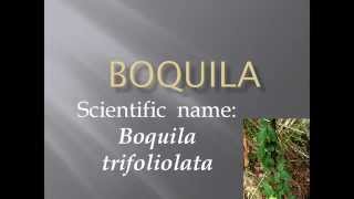 Pronunciation Picture and Scientific name of fruit BOQUILA [upl. by Yarled76]