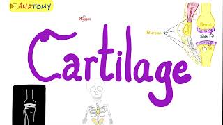 Cartilage Overview Hyaline Fibrocartilage Elastic Cartilage  Anatomy Series [upl. by Aicissej]