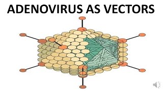 ADENOVIRUS AS A VECTOR [upl. by Rozalin]