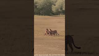 An antelope is surrounded by a mother cheetah and her cubs becoming lunch for the whole group [upl. by Early]