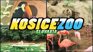 Košice ZOO  Slovakia 4k [upl. by Limbert20]