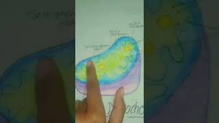 Mitochondria diagram explanation📚🙂🙏🏻 [upl. by Eenert]