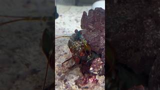 Can Mantis Shrimp break their aquariums [upl. by Turner]