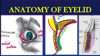 EYELIDS ANATOMY EXPLAINED [upl. by Prent]