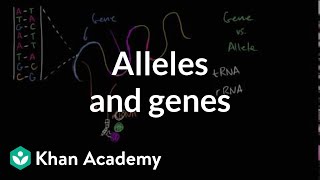 Alleles and genes [upl. by Ursel]