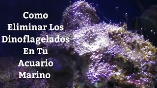 🔵 Como Eliminar Los DinoflageladosDinoflagelados De Acuario Marino 1x4 Acuarios MB [upl. by Nivlek]