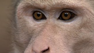 30 Minutes of Incredible Primate Moments [upl. by Emogene]