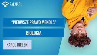 Prawa dziedziczenia  pierwsze prawo Mendla Załappl [upl. by Kane820]