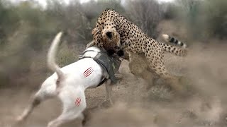 Dogo Argentino Vs Leopard Video  Leopard vs Dogo Argentino In a Real Fight  PITDOG [upl. by Norb]