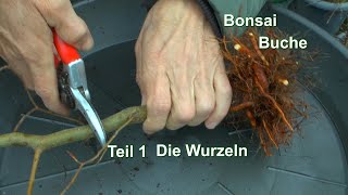 Buche zum Bonsai Die ersten Schritte im Wurzelbereich der Baumschule Pflanzen Fagus Sylvatica [upl. by Geesey43]