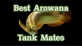 TOP AROWANA TANK MATES [upl. by Phail]