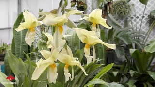 Stanhopea Orchid Culture Tips [upl. by Nyladgam]