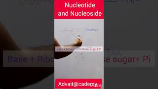 Nucleotide and Nucleoside [upl. by Turpin]