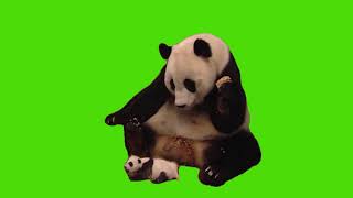 Sneezing Baby Panda Meme Green Screen [upl. by Id]