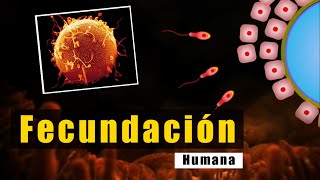 🐝Fecundación Interna y Externa🐠 Fácil y Rápido  BIOLOGÍA [upl. by Tsui]