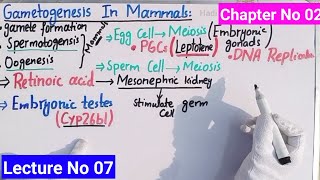 Gametogenesis In Mammals In Urdu Hindi  Lecture No 07  Developmental Biology  BS Zoology [upl. by Ambros91]