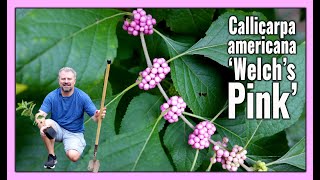 Awesome Pink Beautyberry  Callicarpa americana Welchs Pink [upl. by Aratehs]