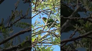 Redcrowned parakeet seeking food parrot parakeets birds NZendemic wildlife NewZealandBirds [upl. by Ledif]