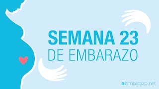 Semana 23 de embarazo  23 semanas de embarazo  El embarazo semana a semana [upl. by Shantee]