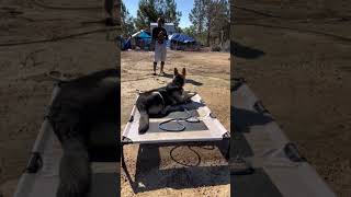 Dog Training germanshepherd dogtraining gsd homestead farm backyardchickens dog [upl. by Lebyram]