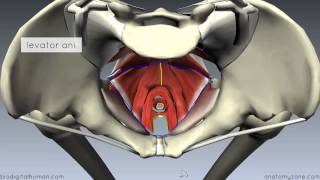 Pelvic Floor Part 1  The Pelvic Diaphragm  3D Anatomy Tutorial [upl. by Cara]