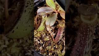 Nepenthes Veitchii x Lowii x Burbidgeae Stripe vs Spotted peristome [upl. by Satterfield791]