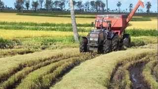 MF 5650 SR e Valtra 1280 R com Masal de 150 sacos [upl. by Rot]