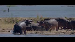 Bushlife Safaris in Mana Pools [upl. by Anoy]