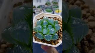 Сортовая японская хавортия Haworthia obtusa WaxyРазмер 45см [upl. by Libbie489]