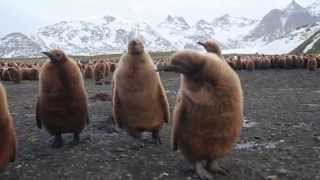 King Penguin Chicks [upl. by Alison913]