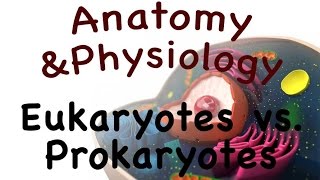 Cell Biology For Anatomy and Physiology  Eukaryotes vs Prokaryotes 0302 [upl. by Strawn]